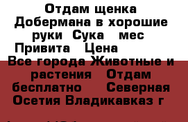 Отдам щенка Добермана в хорошие руки. Сука 5 мес. Привита › Цена ­ 5 000 - Все города Животные и растения » Отдам бесплатно   . Северная Осетия,Владикавказ г.
